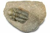 Reedops Trilobite - Atchana, Morocco #311150-3